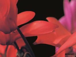 Pop Ambient 2010 cover album