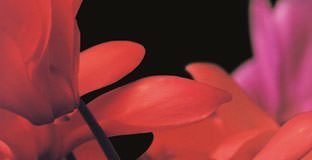 Pop Ambient 2010 cover album