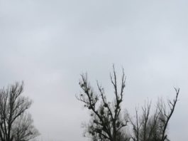 nat2000-3.jpg