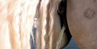 General Eclectics cover album