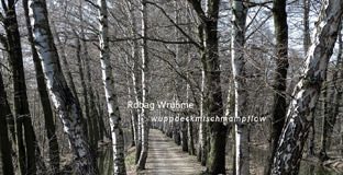 Wuppdeckmischmampflow