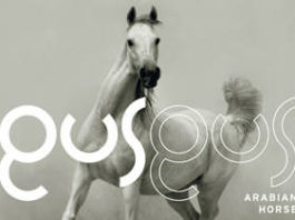 Arabian Horse by Gus Gus - cover album