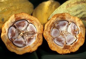 boabe de cacao