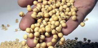 Soia nemodificata genetic