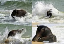 (Video) Un pui de elefant vede pentru prima data marea un pui de elefant face baie prima data in mare