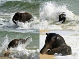 un pui de elefant face baie prima data in mare