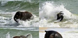 un pui de elefant face baie prima data in mare