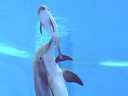 Delfin respira pentru prima data aer