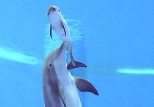 Delfin respira pentru prima data aer