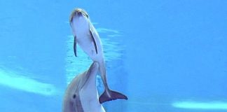 Delfin respira pentru prima data aer