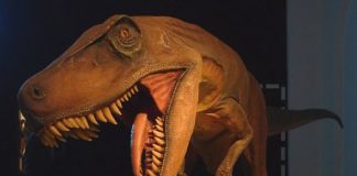 Dinozaur din expozitia de la Grand Cosmos