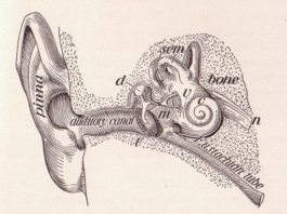 Urechea interna