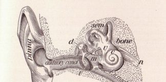 Urechea interna
