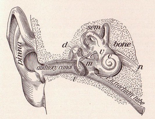 Urechea interna