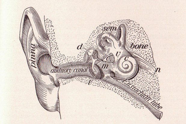 Urechea interna Urechea interna