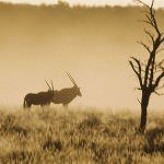 la_fete_sauvage_1