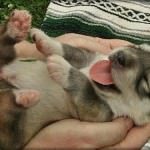 cute puppy