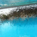 Blueberry Pool 6