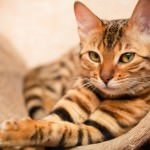 Motan de Bengal