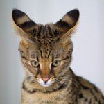 Pisica Savannah