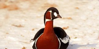 Branta ruficollis